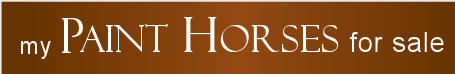 Paint Horses | Horses for Sale | Horses to Buy | Paint Horses to Sell | Paint Horses to Buy